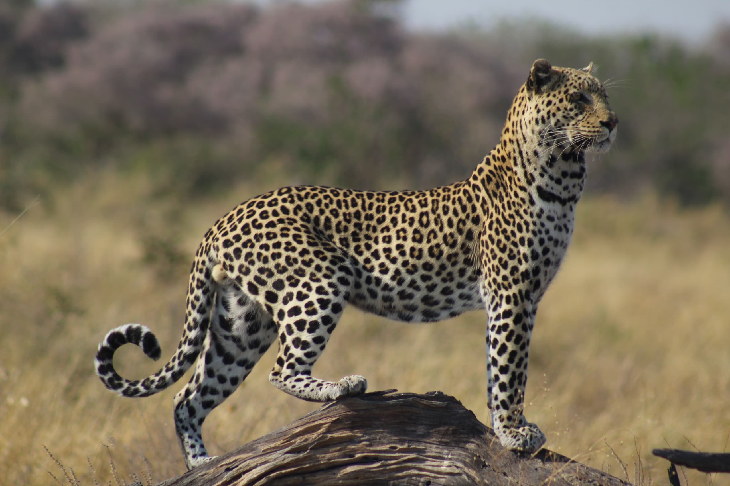 The Leopards of Moremi: Masters of Stealth