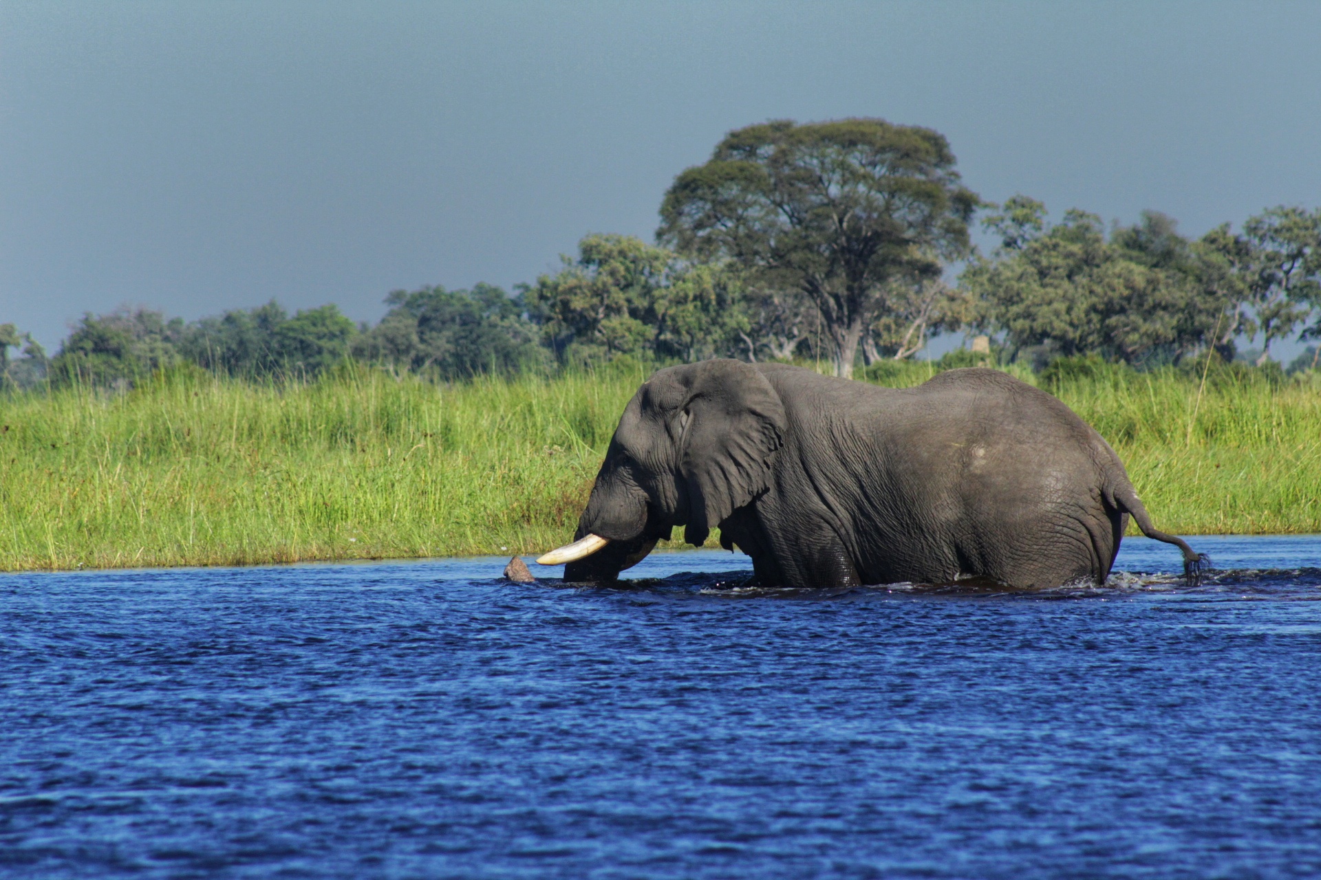 Chobe National Park