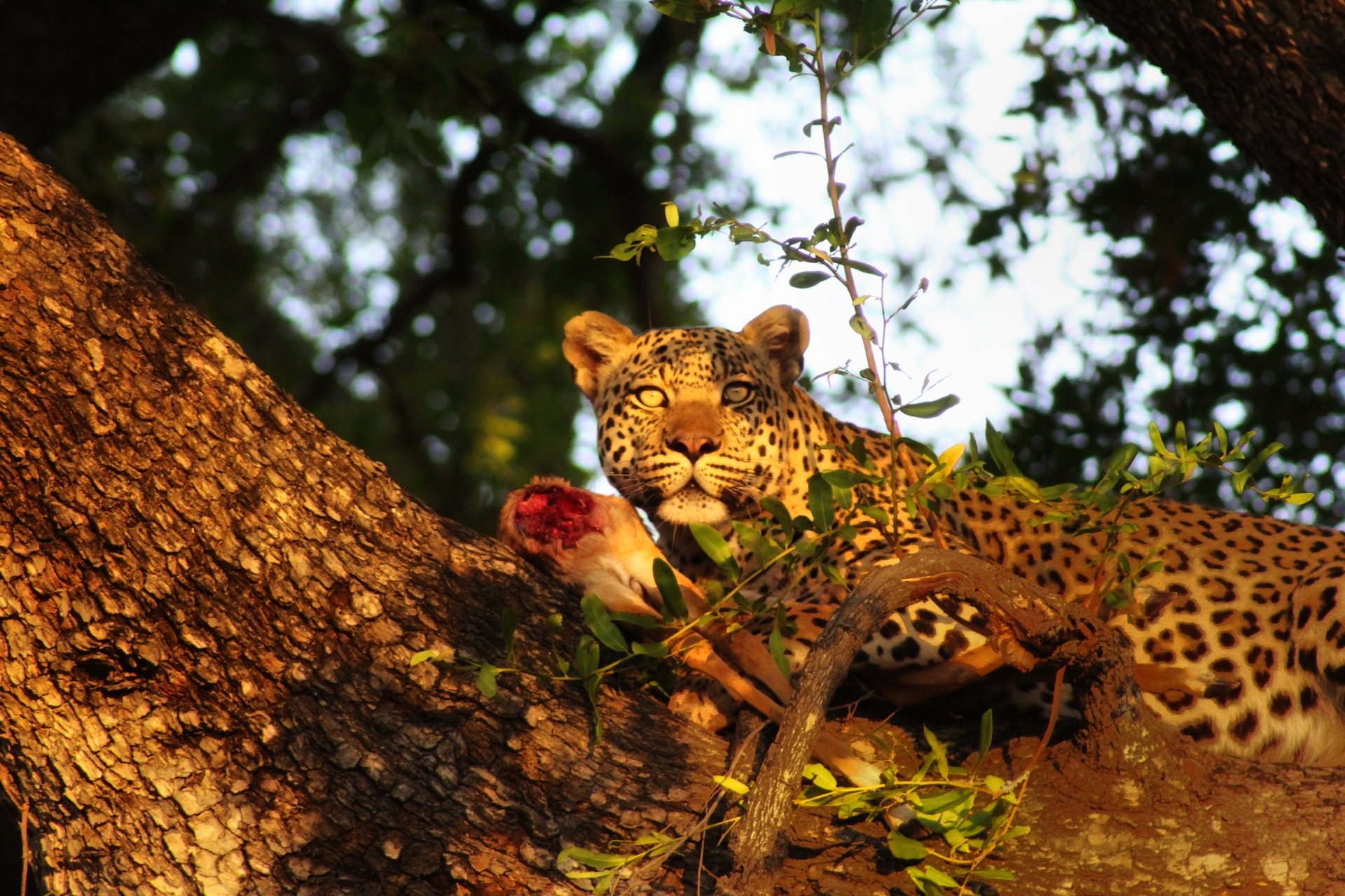 Moremi Game Reserve