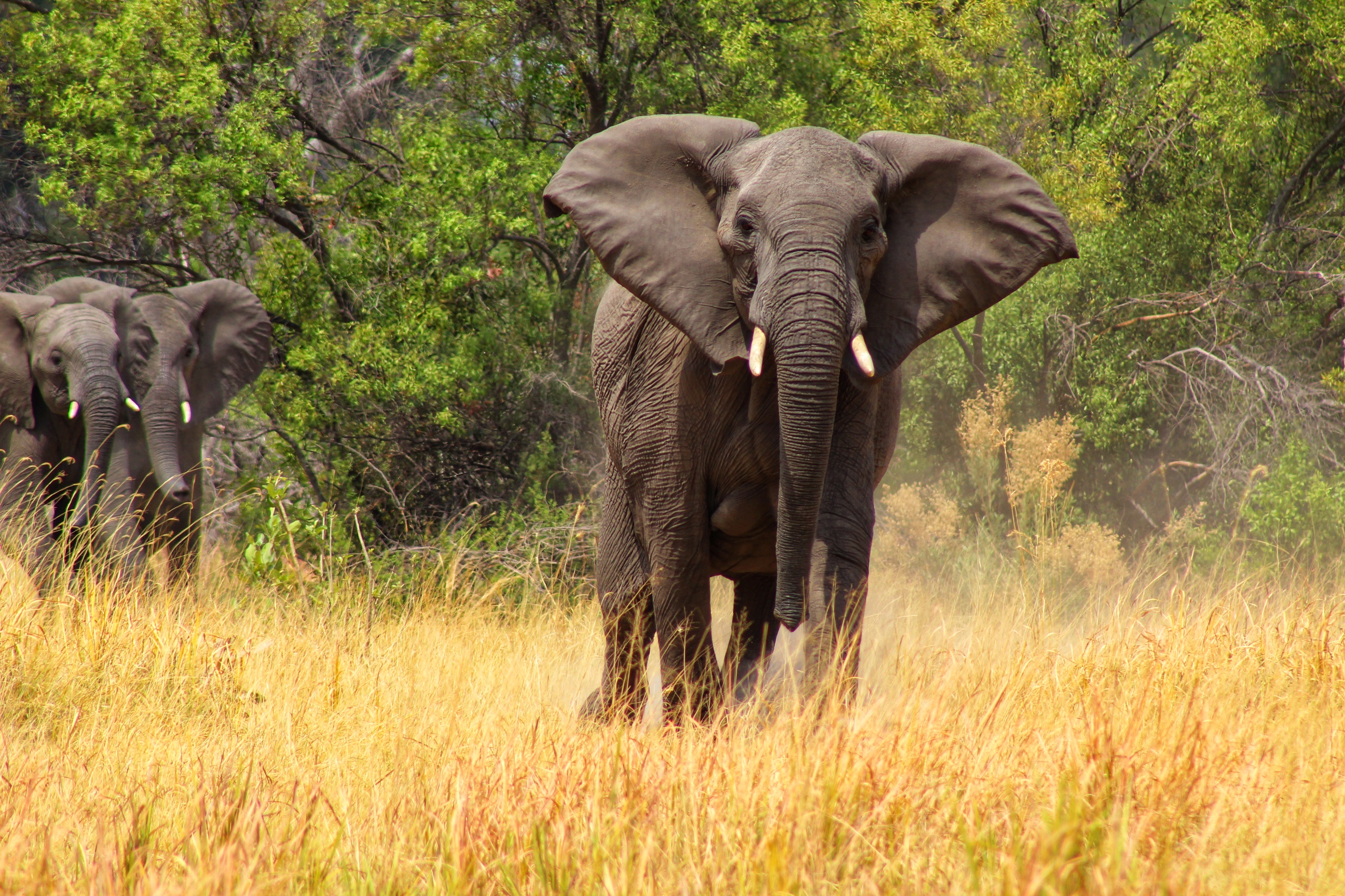 The Chobe River Classic